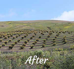 Pat Molnar avocado orchard San Luis Obipso County
